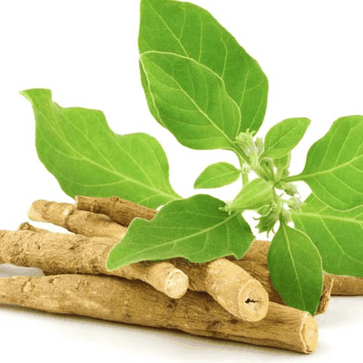 Ashwagandha root and leaves — adaptogen for cortisol and stress support in Spartamax