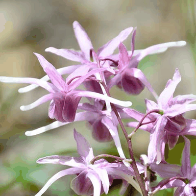 Epimedium (Horny Goat Weed) flowers — traditional vitality botanical containing icariin