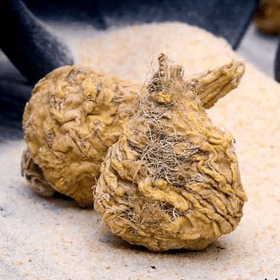 Maca root from the Peruvian Andes — endurance and stamina ingredient in Spartamax